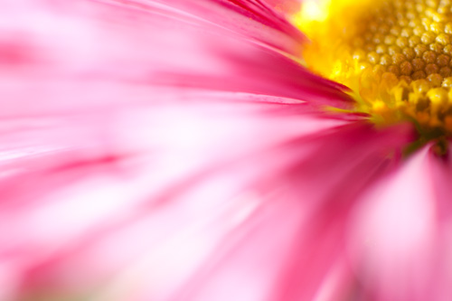 Macro abstract photo of a flower with white and purple striped petals