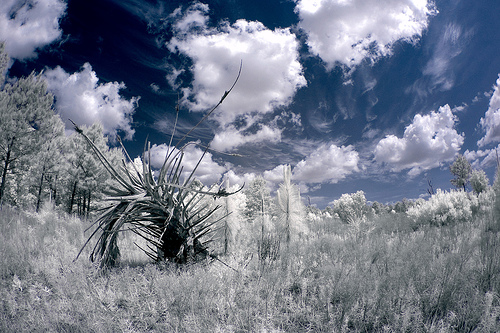 Fluffy clouds against a blue sky, great for infrared photography