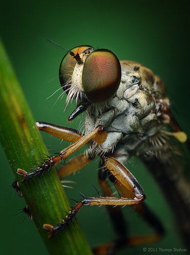 Female Ommatius Robber Fly - focus stacked macro photograph