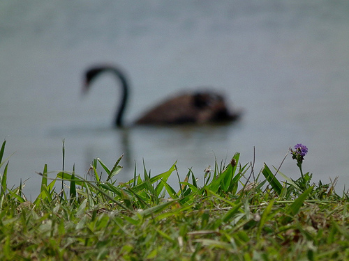 Photo of a swan with focus purposefully on the grass bank rather than the swan