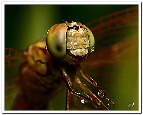 Dragonfly photo taken using a close-up diopter lens