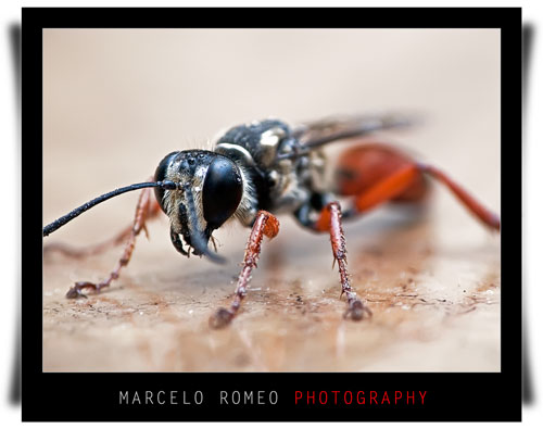 Sawfly photo taken using a close-up diopter lens