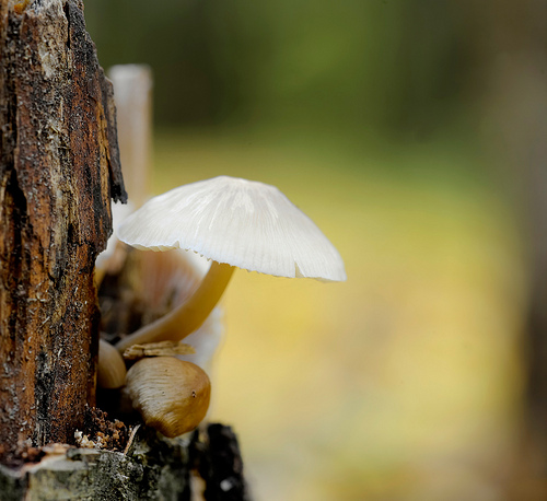 mushroom, photographed using a medium format digital camera