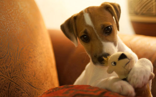Parson Terrier Puppy taken with a MILC (Sony Nex) making use of shallow depth of field