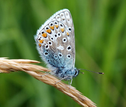 Common Blue butterfly photographed with a superzoom camera