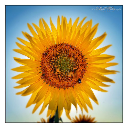 Backlit Sunflower, fill flash was used for a good exposure on the flower