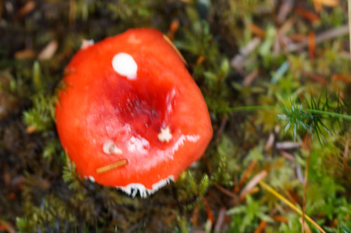 Blurry photo of a toadstool
