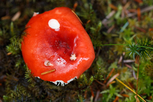Photo of toadstool with ISO increased to allow a hand-holdable shutter speed