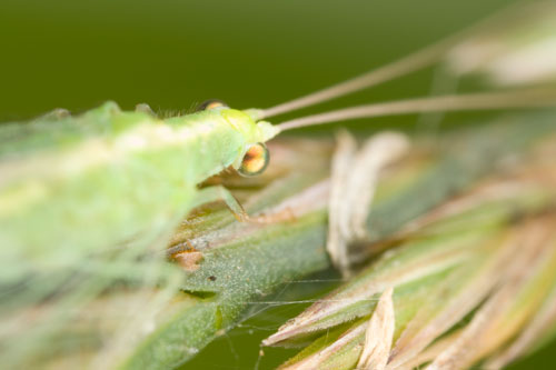 Macro photo with shallow depth of field