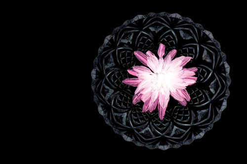 Photogram of a flower head floating in a bowl of water