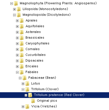 Hierarchical folder structure for plant photos organized by taxonomic rank