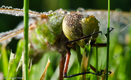 Dewy Dragonfly