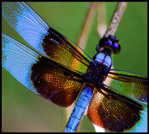 Blue dragonfly sitting on a twig