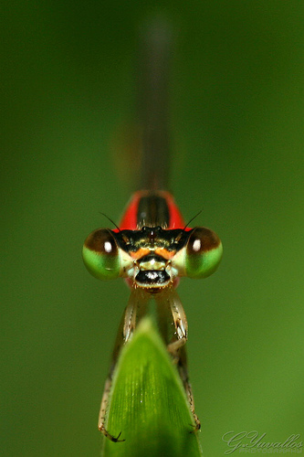 Damselfly resting on a blade of grass