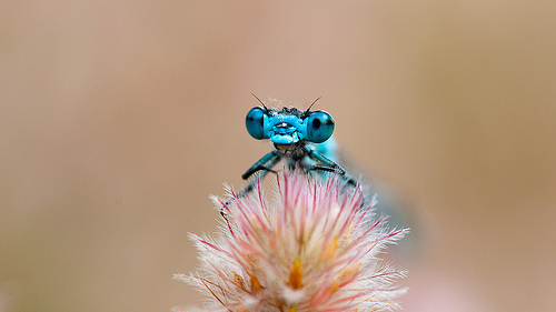 damselfly (sp.) on rabbitfoot clover