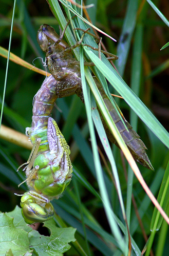 dragonfly emerging from pupa