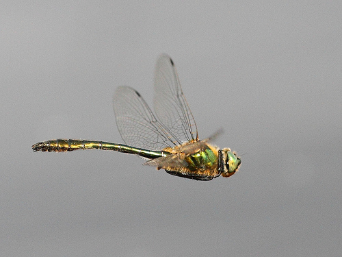 Downy Emerald (Cordulia aenea) - dragonfly in flight