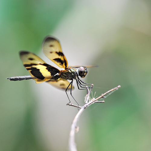 Rhyothemis variegata dragonfly resting on a twig