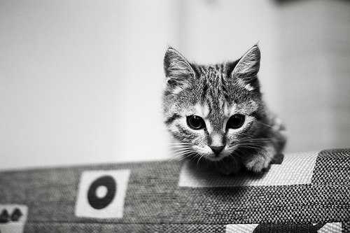 Kitten photo taken at f/1.4 to give a shallow depth of field while in-focus portion is sharp