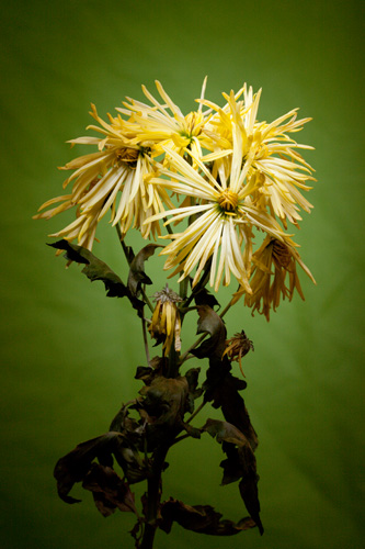 Light painting flower photo - yellow flowers with green background