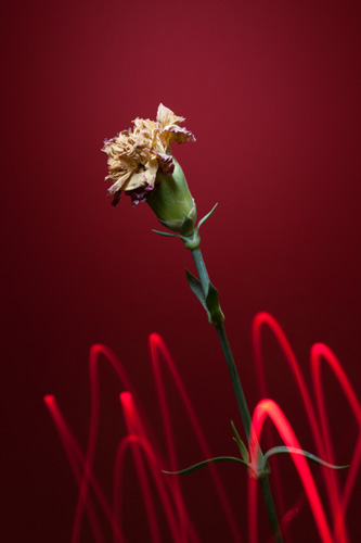 Light painting flower photo with red light painted in the air