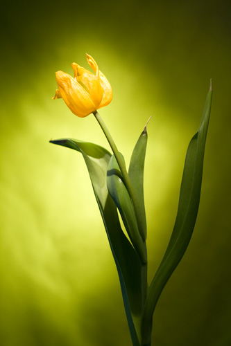 Light painting flower photo - yellow tulip with green background