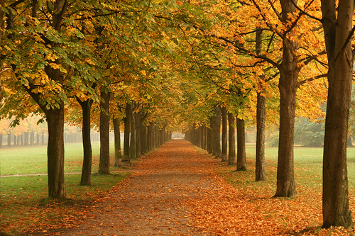 Converging lines of trees in Fall