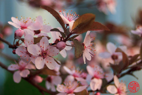 Cherry blossom in central NJ, manually focused