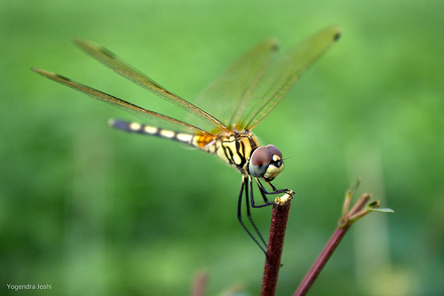 Manual focus close-up photo of a dragonfly