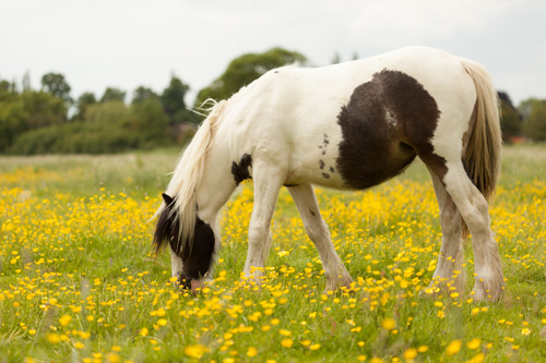 Photo taken with a longer focal length (100mm)