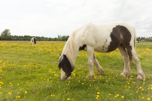 Photo taken with a wide angle focal length (24mm)