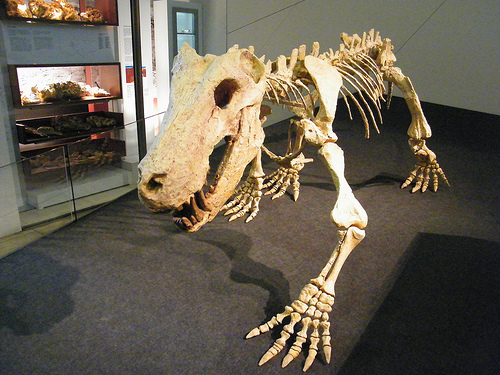 Inostrancevia - dinsosaur fossil exhibit at a museum