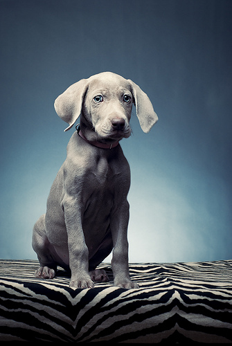 Dog portrait photographed using off camera flash