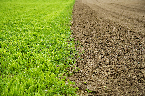 Color contrast - A green field of grass next to a brown ploughed field