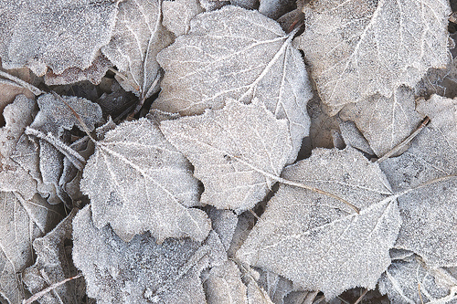 Frost covered leaves