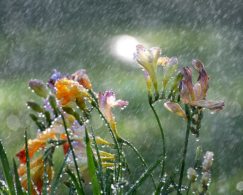 Flowers in the rain - a fast shutter speed of 1/500s resulted in short streaks produced by the falling raindrops