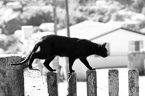 Cat walking along the top of a fence, black & white photo