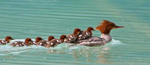 Mama and Ducklings