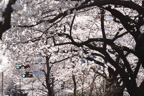 Row of Cherry Blossom Trees