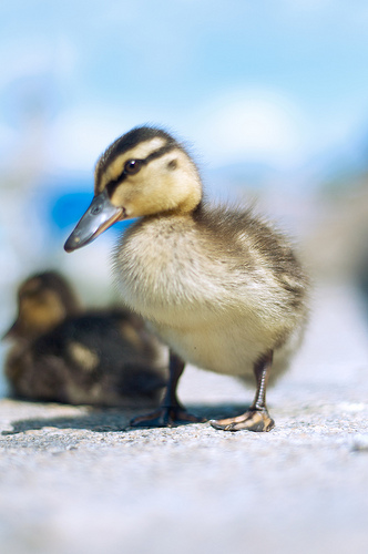 Fluffy duckling