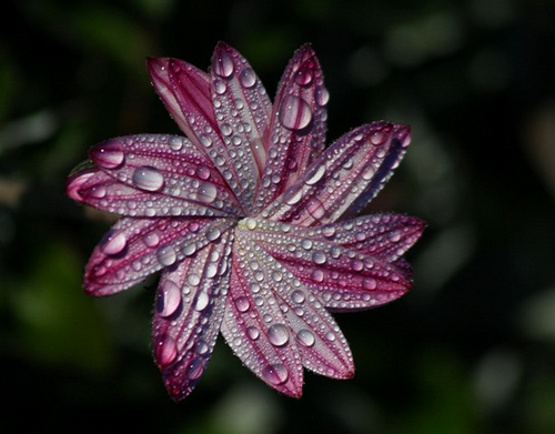 Partially closed flower covered in water drops