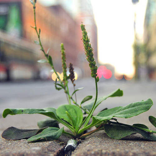 Plant growing in a crack between the paving slabs on a city street