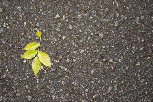 Photo of leaf on pavement with direct lighting from the camera position