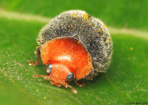 furry Lady beetle from W-Java