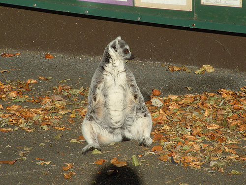 Levitating Lemur