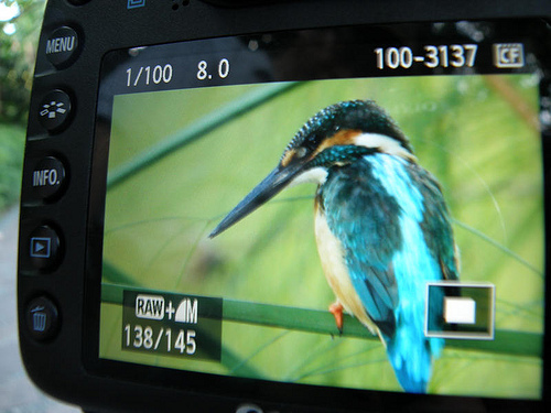 Camera LCD image review of Kingfisher photo