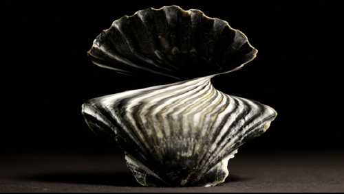 Slit-scan style photo of a Shell rotating on a turntable