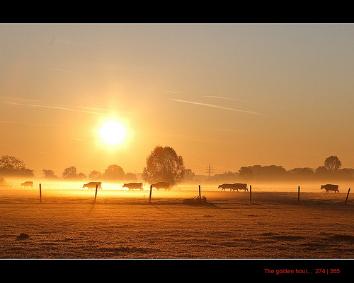 cattle in early morning mist during the golden hour