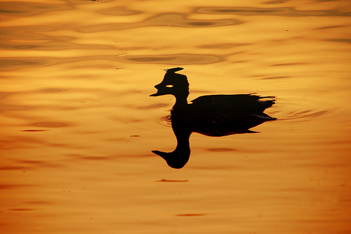 Duck and shadow on golden water at sunset