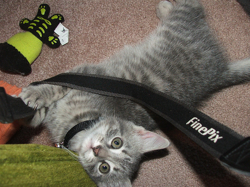 Cat pulling on camera strap